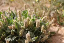 Plantago ciliata fruits