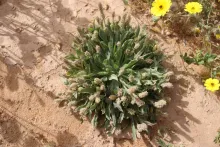 Whole plant