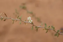 Lycium shawii flower