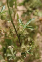 Malva ludwigii leaf