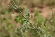 Salvia aegyptiaca leaves