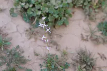 Whole plant