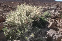 Whole plant