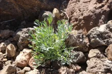 Ducrosia flabellifolia leaves