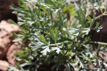 Ducrosia flabellifolia leaves