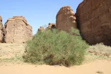 Whole plant