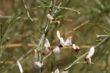 Retama raetam flowers