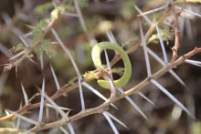 Vachellia tortilis subsp. tortilis fruit