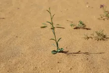 Retama raetam seedling
