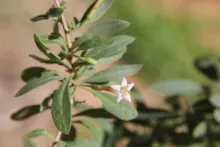 Lycium shawii flower