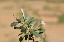 Lycium shawii flower