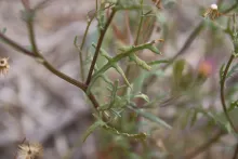 Senecio hoggariensis leaves