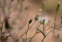 Senecio hoggariensis flowers