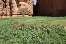 Whole plant