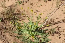Whole plant