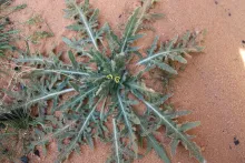 Hyoscyamus pusillus leaves