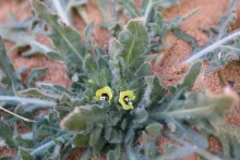 Hyoscyamus pusillus flowers
