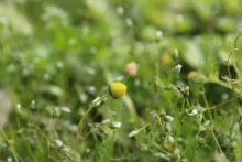 Matricaria aurea flowers