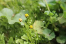 Matricaria aurea flowers