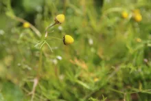 Whole plant