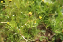 Whole plant