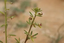 Cleome amblyocarpa flowers