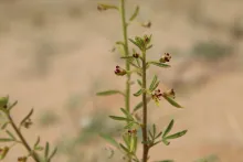Cleome amblyocarpa flowers