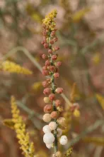 Ochradenus baccatus fruits