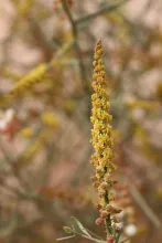 Ochradenus baccatus flowers