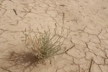Whole plant