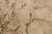 Farsetia aegyptia flower