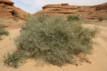 Whole plant