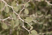 Ziziphus nummularia leaves