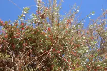 Whole plant