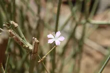 Dianthus strictus flower