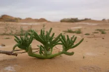 Whole plant
