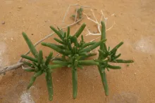 Whole plant