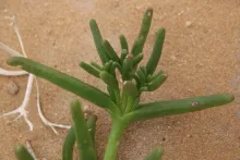 Mesembryanthemum cryptanthum leaves