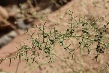 Asparagus horridus fruits