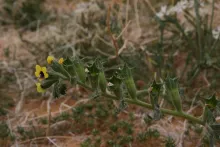 Hyoscyamus pusillus fruits
