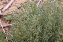 Bassia muricata leaves