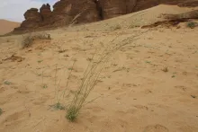Whole plant
