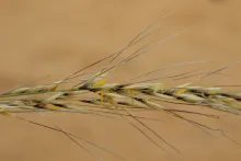 Stipagrostis ciliata flowers