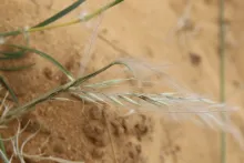 Stipagrostis plumosa fruits