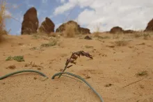 Whole plant