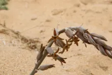Dipcadi erythraeum flowers
