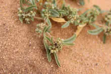 Gisekia pharnaceoides fruit