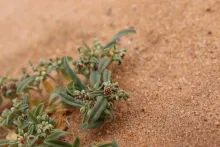 Gisekia pharnaceoides fruit and leaves