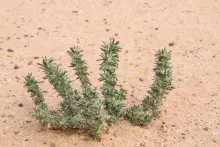 Whole plant