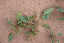 Whole plant